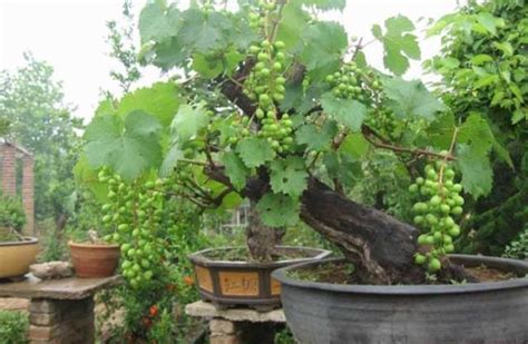 盆栽葡萄栽培方法